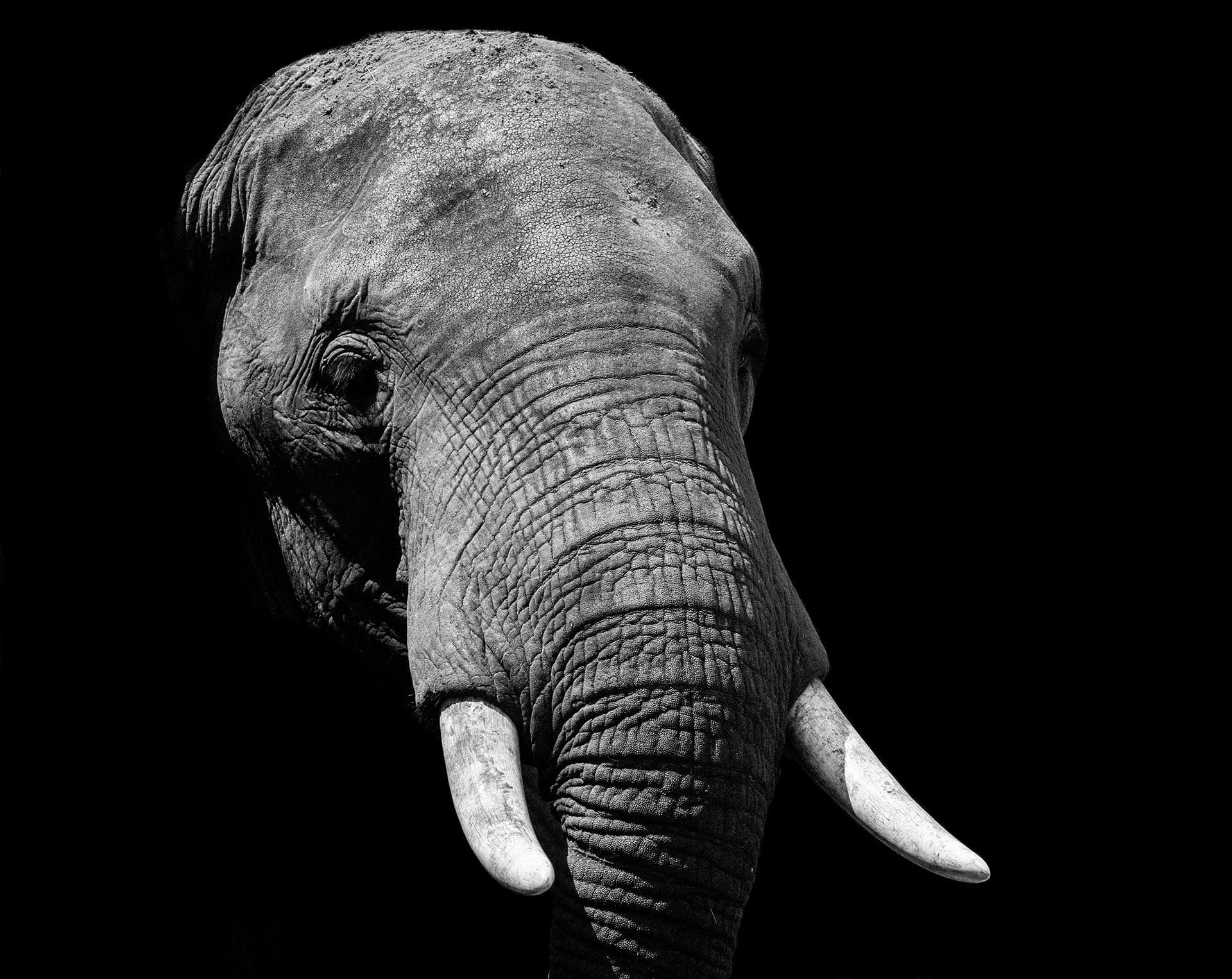 Elefant