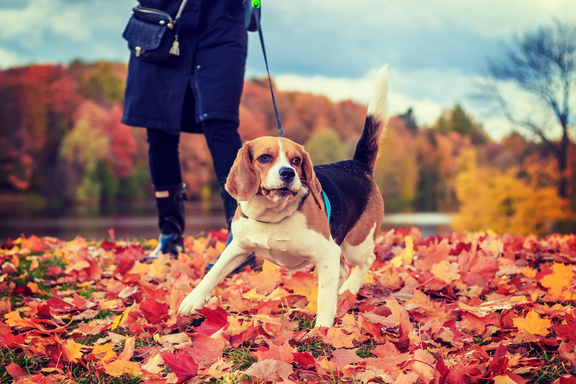 Tur med hunden